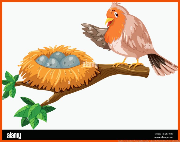 Vogeleier Im Nest Stock-Vektorgrafiken kaufen - Alamy für vögel und ihre nester arbeitsblatt