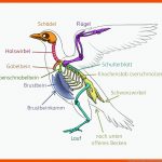Vogelskelett Biologie Schubu Fuer Biologie Klasse 5 Vögel Arbeitsblätter
