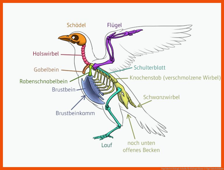 Vogelskelett | Biologie | SchuBu für biologie klasse 5 vögel arbeitsblätter