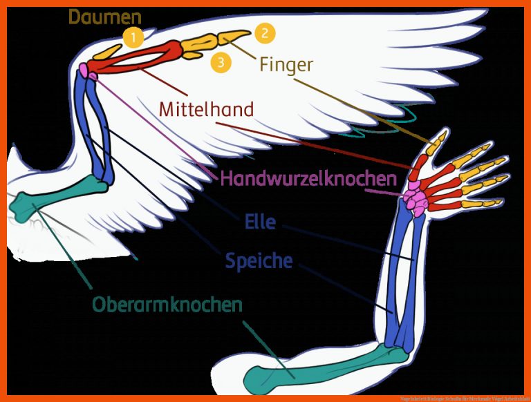 Vogelskelett | Biologie | SchuBu für merkmale vögel arbeitsblatt