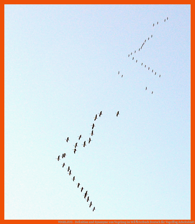 VOGELZUG - Definition und Synonyme von Vogelzug im WÃ¶rterbuch Deutsch für vogelflug arbeitsblatt