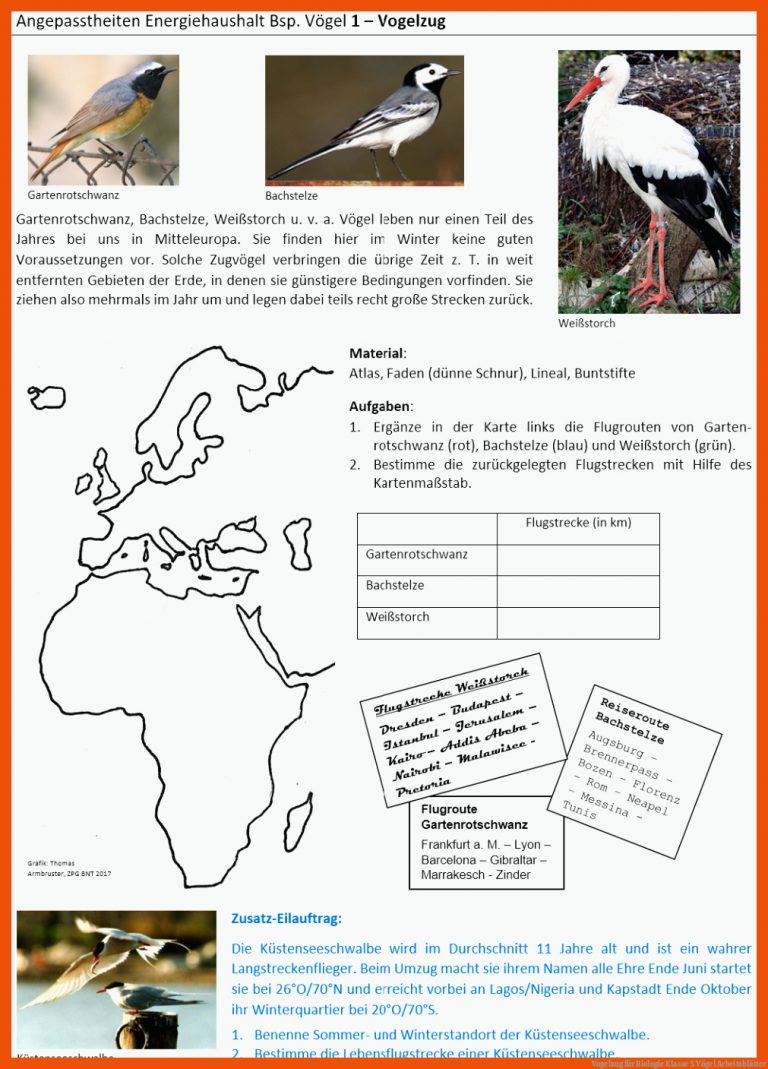 Vogelzug Fuer Biologie Klasse 5 Vögel Arbeitsblätter