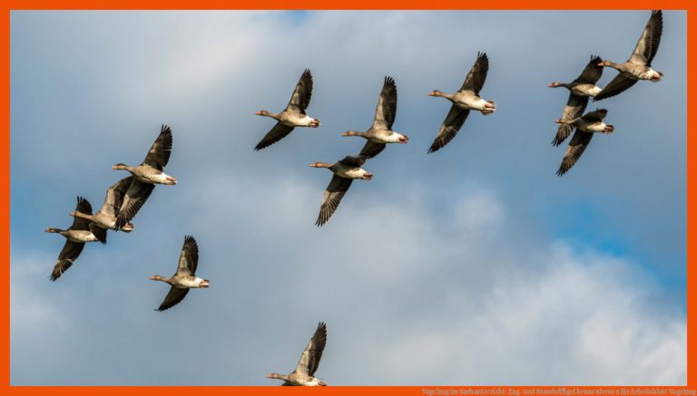Vogelzug im Sachunterricht: Zug- und StandvÃ¶gel kennenlernen für arbeitsblatt vogelzug
