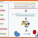 Vom Gen Zum Merkmal 5` 3 ... Fuer Vom Gen Zum Merkmal Arbeitsblatt