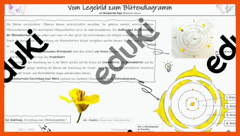 Vom Legebild Zum BlÃ¼tendiagramm Fuer Blütendiagramm Arbeitsblatt