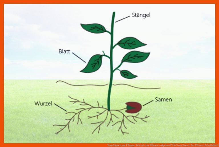 Vom Samen Zur Pflanze. Wie ist Eine Pflanze Aufgebaut? Fuer Vom Samen Zur Pflanze Arbeitsblatt