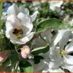 Von Der BlÃ¼te Zum Apfel - Mosterei Kobelt Fuer Vom Kern Zum Apfel Arbeitsblatt