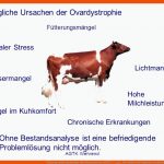 Vorlesung: GynÃ¤kopathologie Rind Wintersemester 2006/7, 9 - Ppt ... Fuer Primäre Und Sekundäre Geschlechtsmerkmale Arbeitsblatt