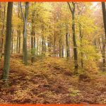 Wald â Wikipedia Fuer Laubwald Nadelwald Mischwald Arbeitsblatt