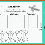 Waldarten Kennen Lernen - Tafelkarten Und Arbeitsblatt - Blog ... Fuer Laubwald Nadelwald Mischwald Arbeitsblatt