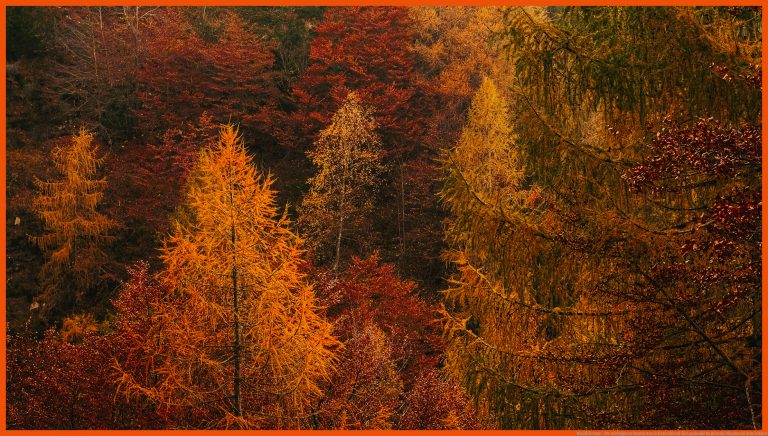 WaldbÃ¤ume - Die wichtigsten Baumarten in Deutschland für laubwald nadelwald mischwald arbeitsblatt