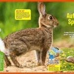 Wapiti - Ausgabe 03/2021 - Sailer Verlag Fuer Feldhase Und Wildkaninchen Arbeitsblatt