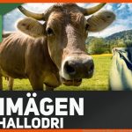 Warum Hat Die Kuh so Viele MÃ¤gen?! - Ft. Hallodri Fuer Biologie 5 Klasse Gymnasium Rind Wiederkäuer Arbeitsblatt