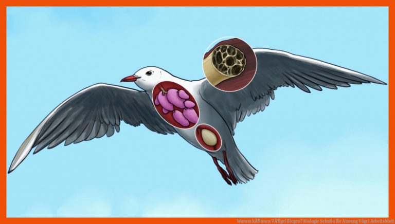 Warum kÃ¶nnen VÃ¶gel fliegen? | Biologie | SchuBu für atmung vögel arbeitsblatt