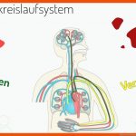 Was ist Das Herzkreislaufsystem? (vorschau) Fuer Herz Arbeitsblatt 6. Klasse