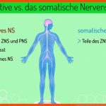 Was ist Das somatische Nervensystem? (vorschau) Fuer Das Nervensystem Des Menschen Arbeitsblatt