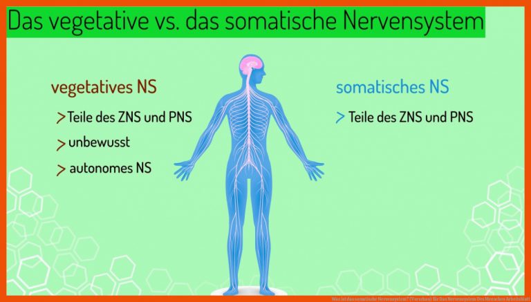 Was ist das somatische Nervensystem? (Vorschau) für das nervensystem des menschen arbeitsblatt