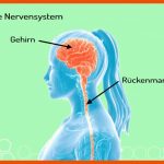 Was ist Das Zentrale Nervensystem? (vorschau) Fuer Nervensystem Des Menschen Arbeitsblatt Lösung