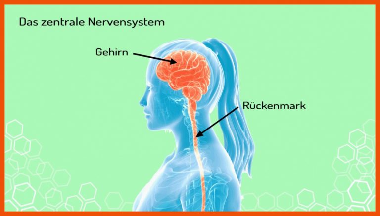 Was ist das zentrale Nervensystem? (Vorschau) für nervensystem des menschen arbeitsblatt lösung
