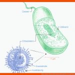 Was ist Der Unterschied Zwischen Bakterien Und Viren? Coopzeitung Fuer Vermehrung Viren Arbeitsblatt