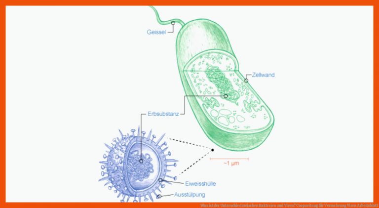 Was ist der Unterschied zwischen Bakterien und Viren? | Coopzeitung für vermehrung viren arbeitsblatt