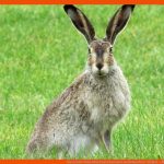 Was ist Der Unterschied Zwischen Hase Und Kaninchen? Einfach ... Fuer Unterschied Hase Kaninchen Arbeitsblatt