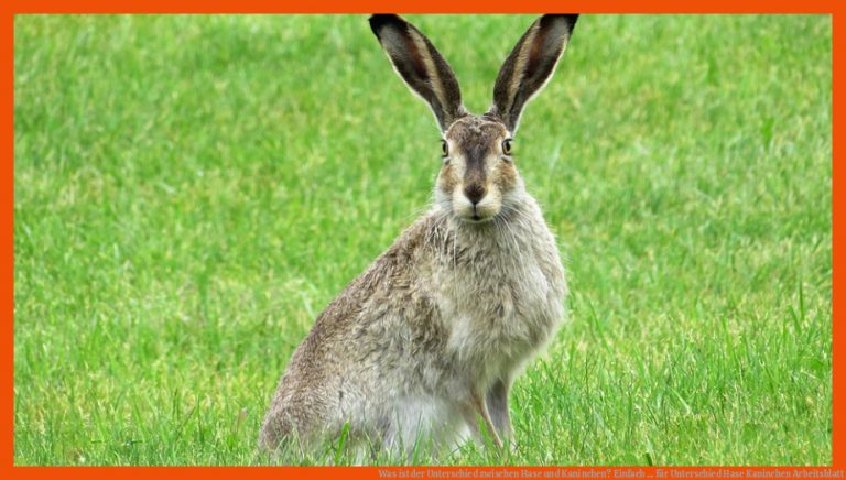 Was ist der Unterschied zwischen Hase und Kaninchen? Einfach ... für unterschied hase kaninchen arbeitsblatt