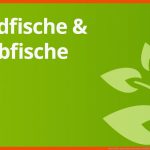 Was ist Der Unterschied Zwischen Raubfisch Und Friedfisch? Fuer Friedfisch Und Raubfisch Arbeitsblatt