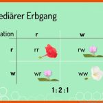 Was ist Die Spaltungsregel? (vorschau) Fuer Mendelsche Regeln Arbeitsblatt Mit Lösungen Pdf