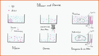 21 Diffusion Und Osmose Arbeitsblatt