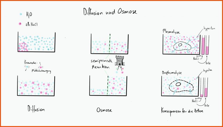 Was ist Diffusion, was ist Osmose? - tafelbild.ch - Ein Tafelbild ... für diffusion und osmose arbeitsblatt