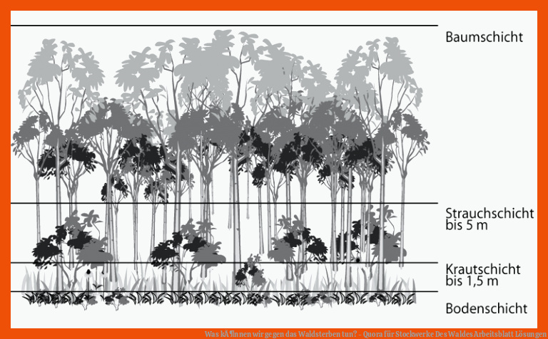 Was kÃ¶nnen wir gegen das Waldsterben tun? - Quora für stockwerke des waldes arbeitsblatt lösungen