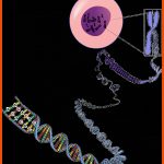 Was Sind Chromosomen? - Lernen Mit Serlo! Fuer Aufbau Eines Chromosoms Arbeitsblatt