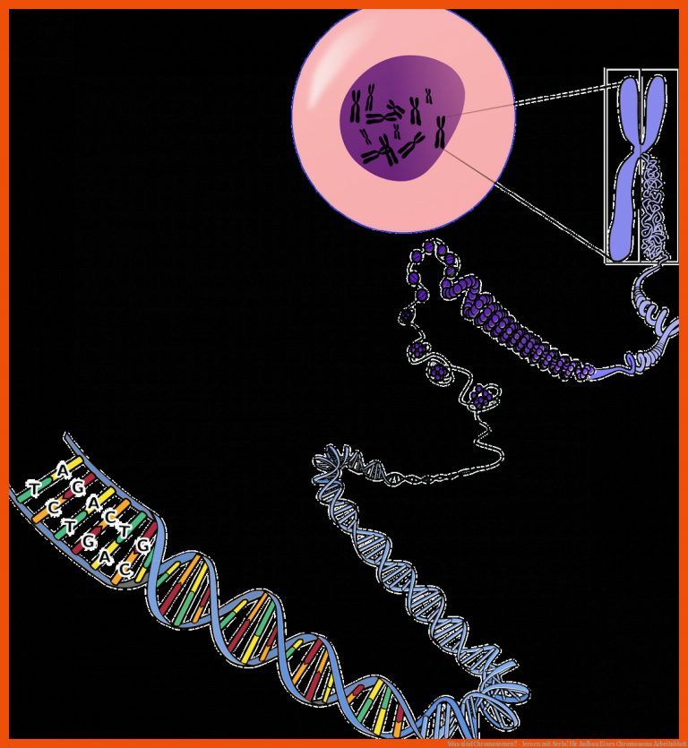 Was sind Chromosomen? - lernen mit Serlo! für aufbau eines chromosoms arbeitsblatt