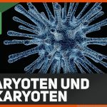 Was Sind Eukaryotische Und Prokaryotische Zellen?! Fuer Procyte Und Eucyte Im Vergleich Arbeitsblatt