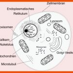 Was Sind Prokaryoten Und Eukaryoten? - Studienkreis.de Fuer Vergleich Tierische Und Pflanzliche Zelle Arbeitsblatt Lösungen