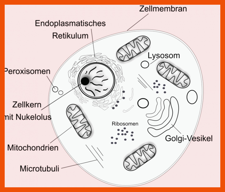 Was sind Prokaryoten und Eukaryoten? - Studienkreis.de für vergleich tierische und pflanzliche zelle arbeitsblatt lösungen