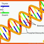 Watson-crick-modell - Abiblick.de Fuer Struktur Der Dna Arbeitsblatt Klett Lösung