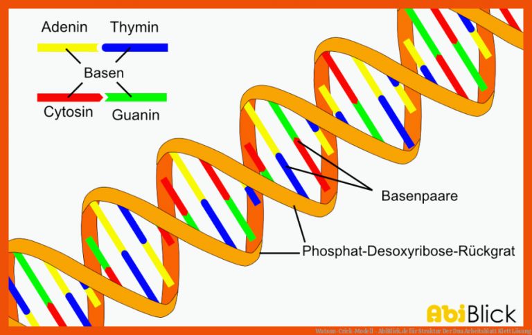 Watson-Crick-Modell - AbiBlick.de für struktur der dna arbeitsblatt klett lösung