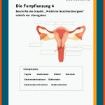 Weibliche Geschlechtsorgane Fuer Der Weibliche Zyklus Arbeitsblatt Lösungen