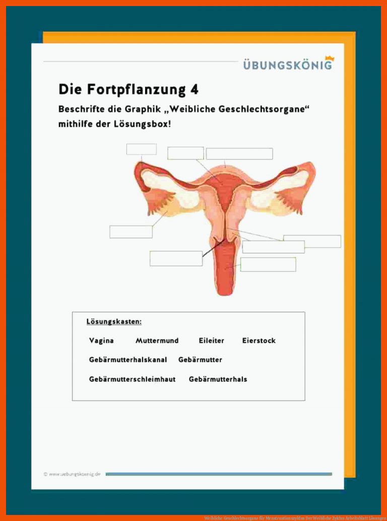 Weibliche Geschlechtsorgane für menstruationszyklus der weibliche zyklus arbeitsblatt lösungen