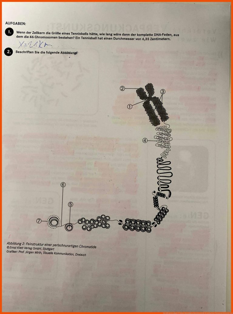 Wer hilft mir bei aufgabe 2? (Schule, Hausaufgaben, Naturwissenschaft) für aufbau eines chromosoms arbeitsblatt klett