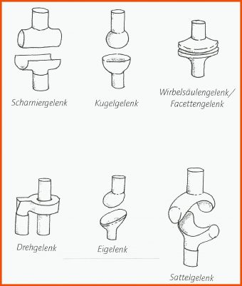 Gelenktypen Gelenke Arbeitsblatt