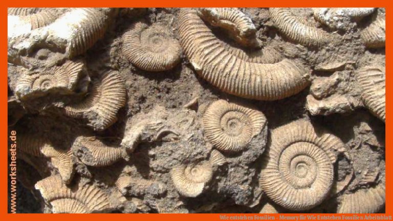 Wie entstehen Fossilien - Memory für wie entstehen fossilien arbeitsblatt