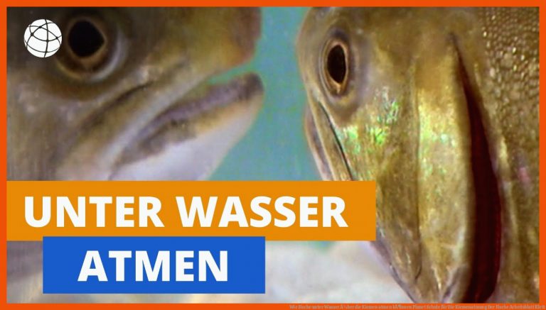 Wie Fische unter Wasser Ã¼ber die Kiemen atmen kÃ¶nnen | Planet Schule für die kiemenatmung der fische arbeitsblatt klett