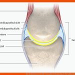 Wie Funktionieren Gelenke? Gesundheitsinformation.de Fuer Aufbau Eines Gelenks Arbeitsblatt