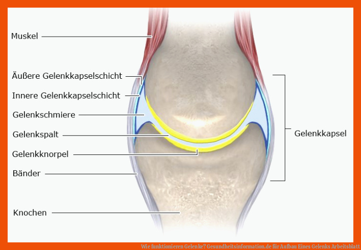 Wie funktionieren Gelenke? | Gesundheitsinformation.de für aufbau eines gelenks arbeitsblatt