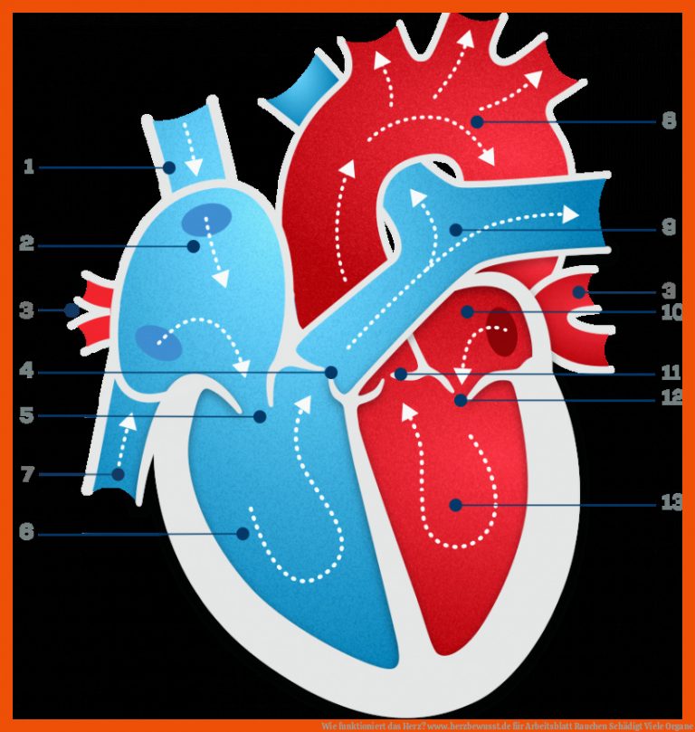 Wie funktioniert das Herz? | www.herzbewusst.de für arbeitsblatt rauchen schädigt viele organe