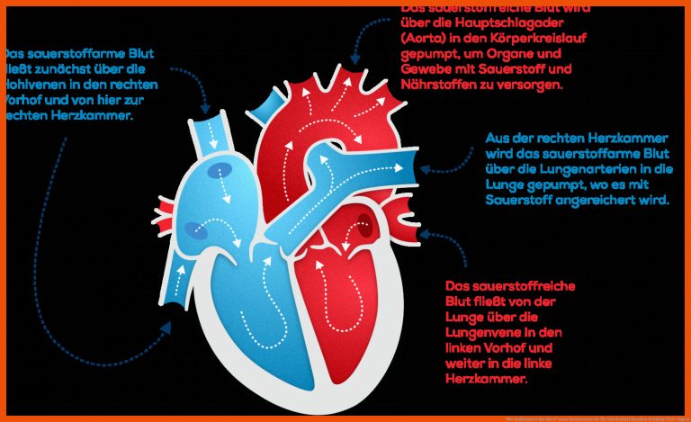 Wie funktioniert das Herz? | www.herzbewusst.de für arbeitsblatt rauchen schädigt viele organe