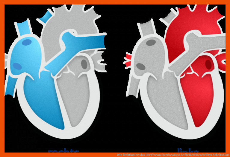 Wie funktioniert das Herz? | www.herzbewusst.de für herz beschriften arbeitsblatt